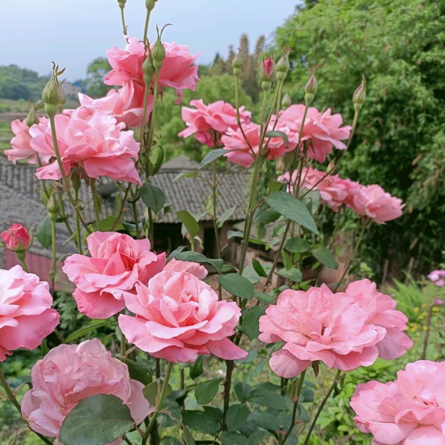 ♥ℒℴѵℯ淡淡苦茶香⁵²⁰℘