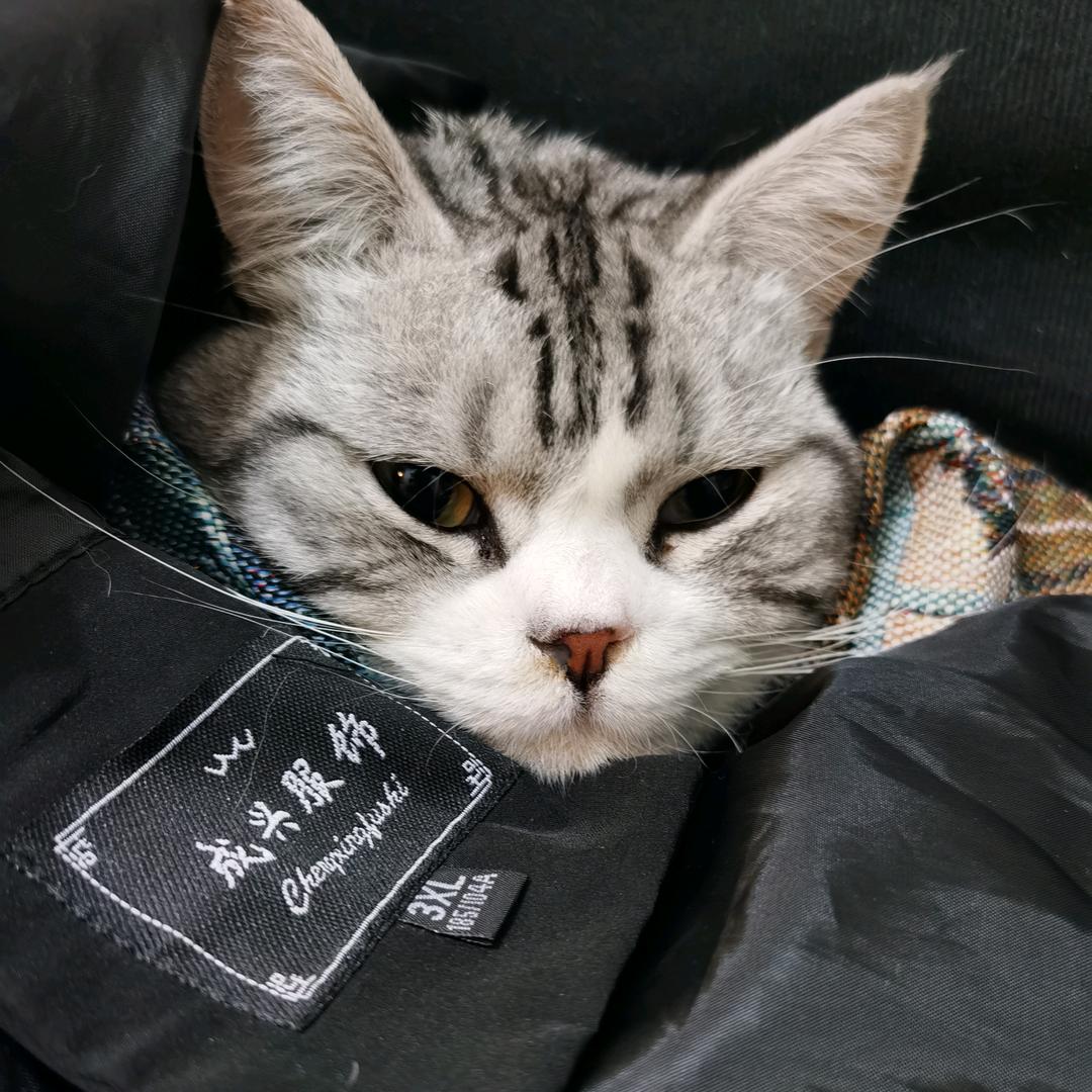 多多不肉