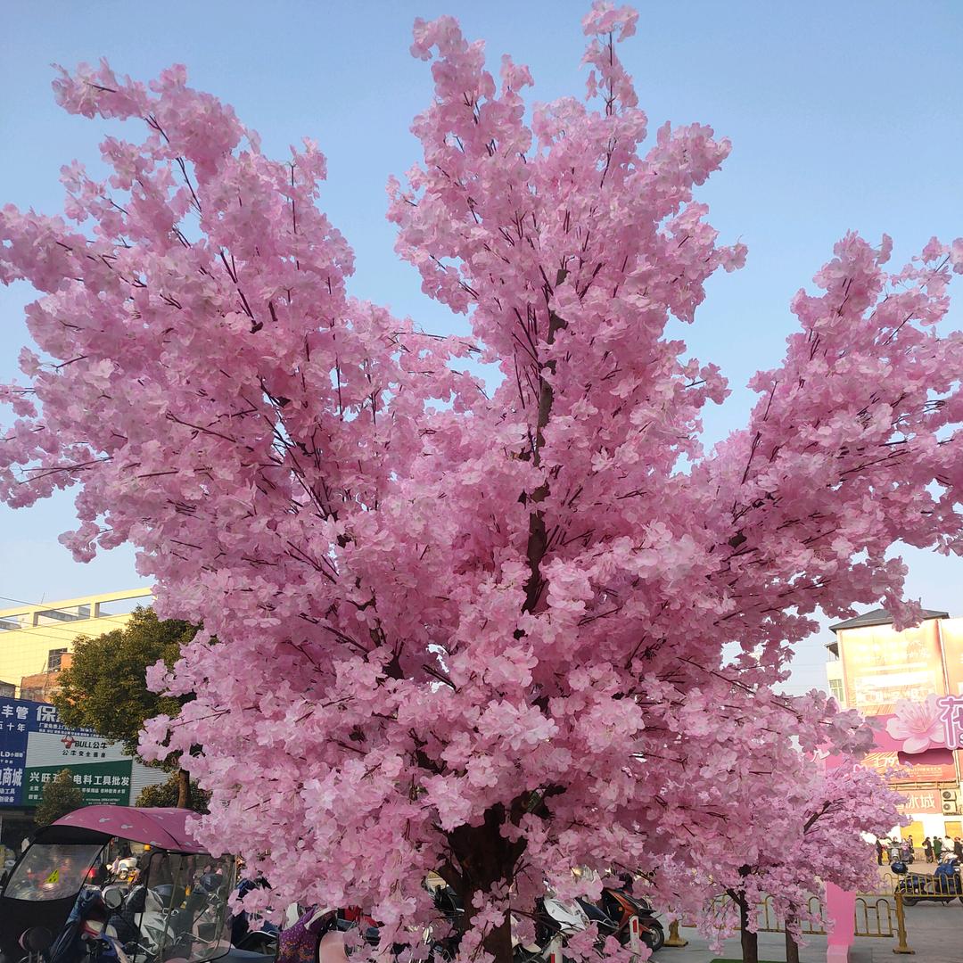 未来更好🌹