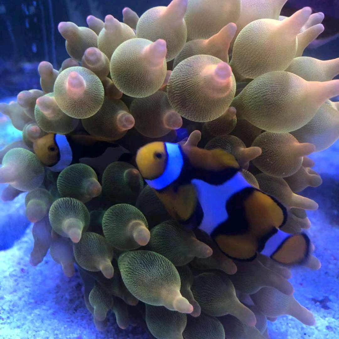 珊瑚海鱼情未了