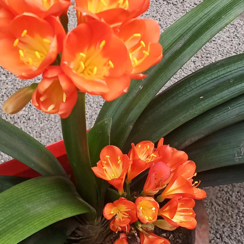 花好月圆