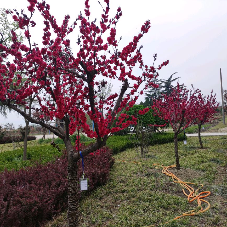 法震杨小鸽