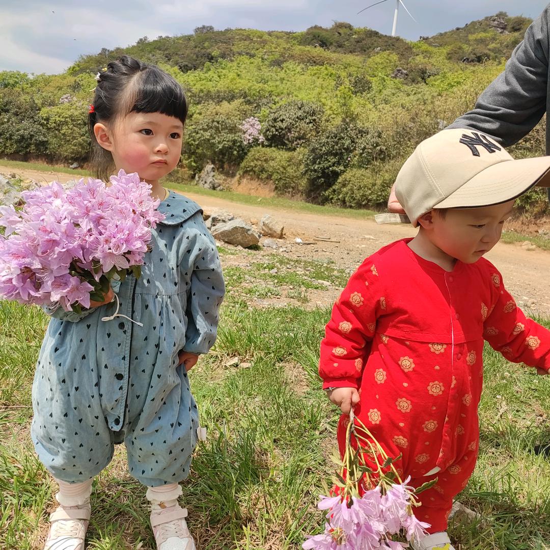 菊