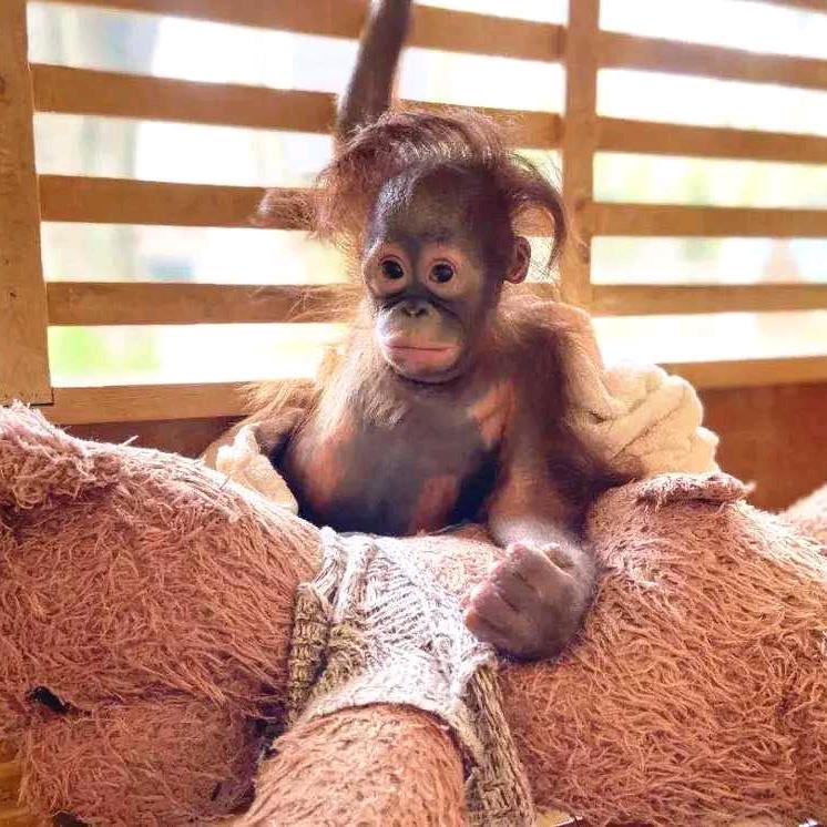 🐒。