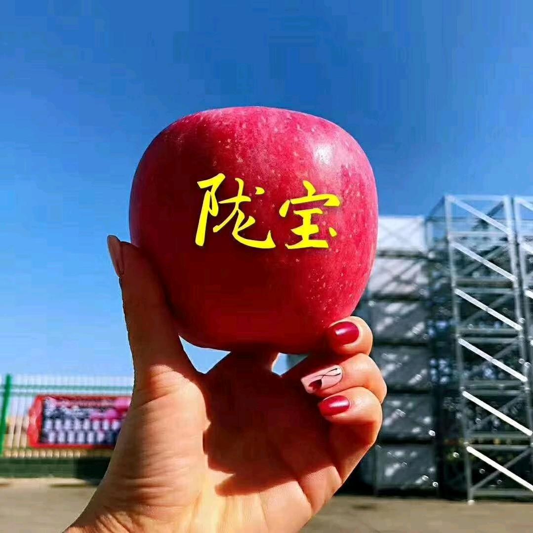 甘肃庆阳苹果高大叔