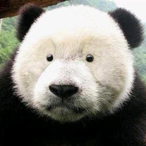 小白🐻