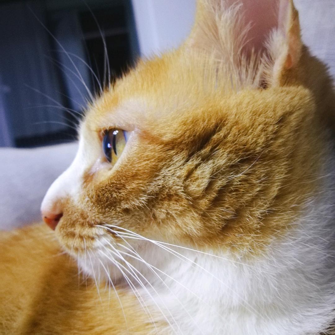 纽扣是只橘猫