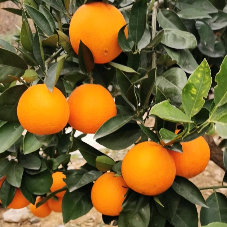 潦河镇桂香园钓鱼场