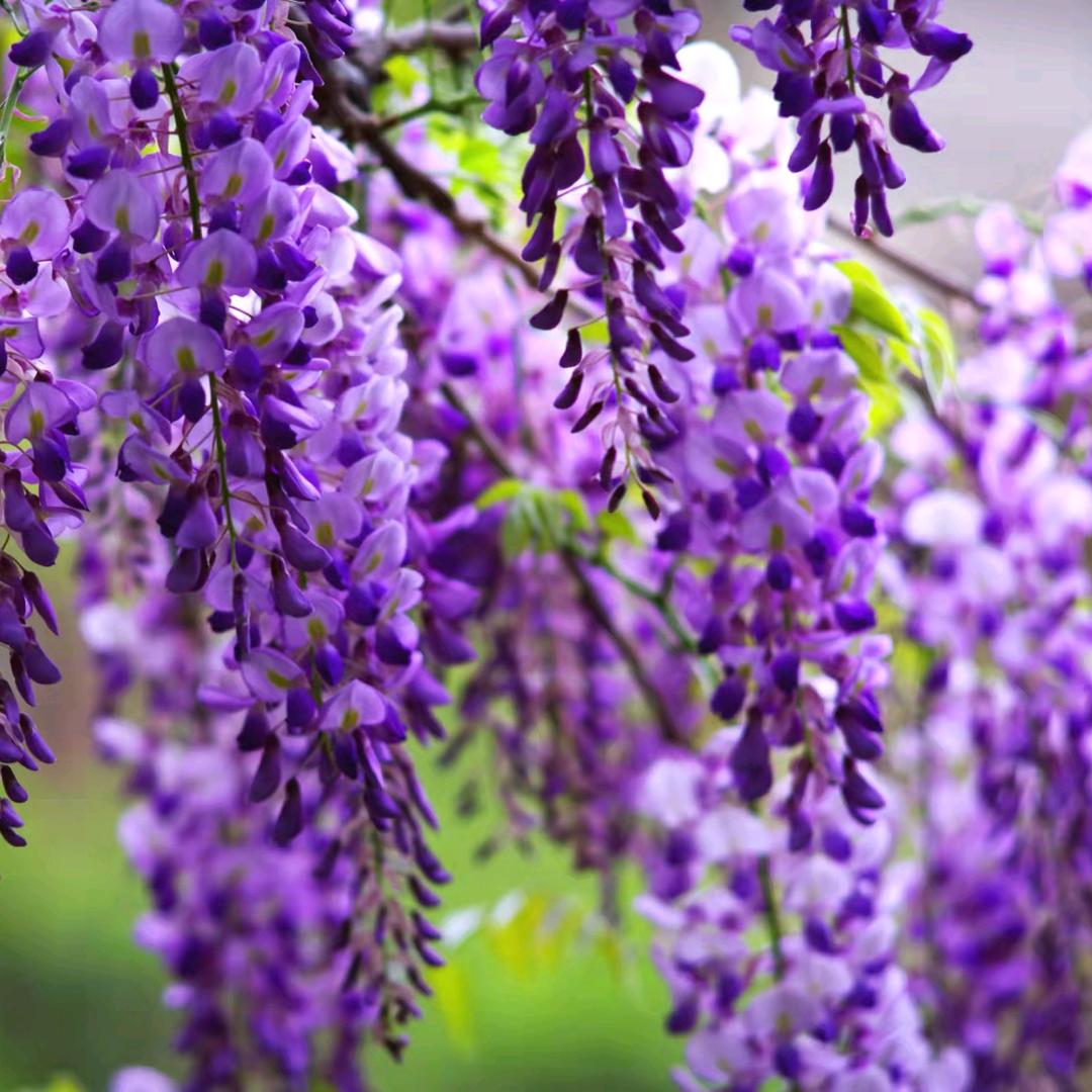 🍃浅笑🌈💨如烟🍃4897184