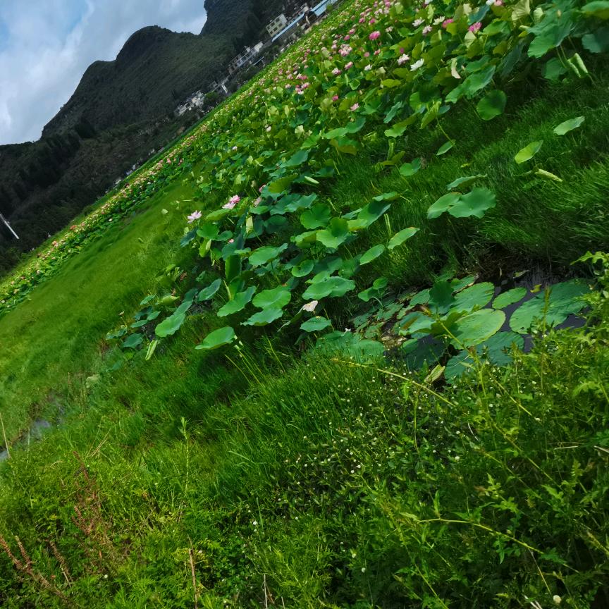 健康喜乐（拒绝合拍）