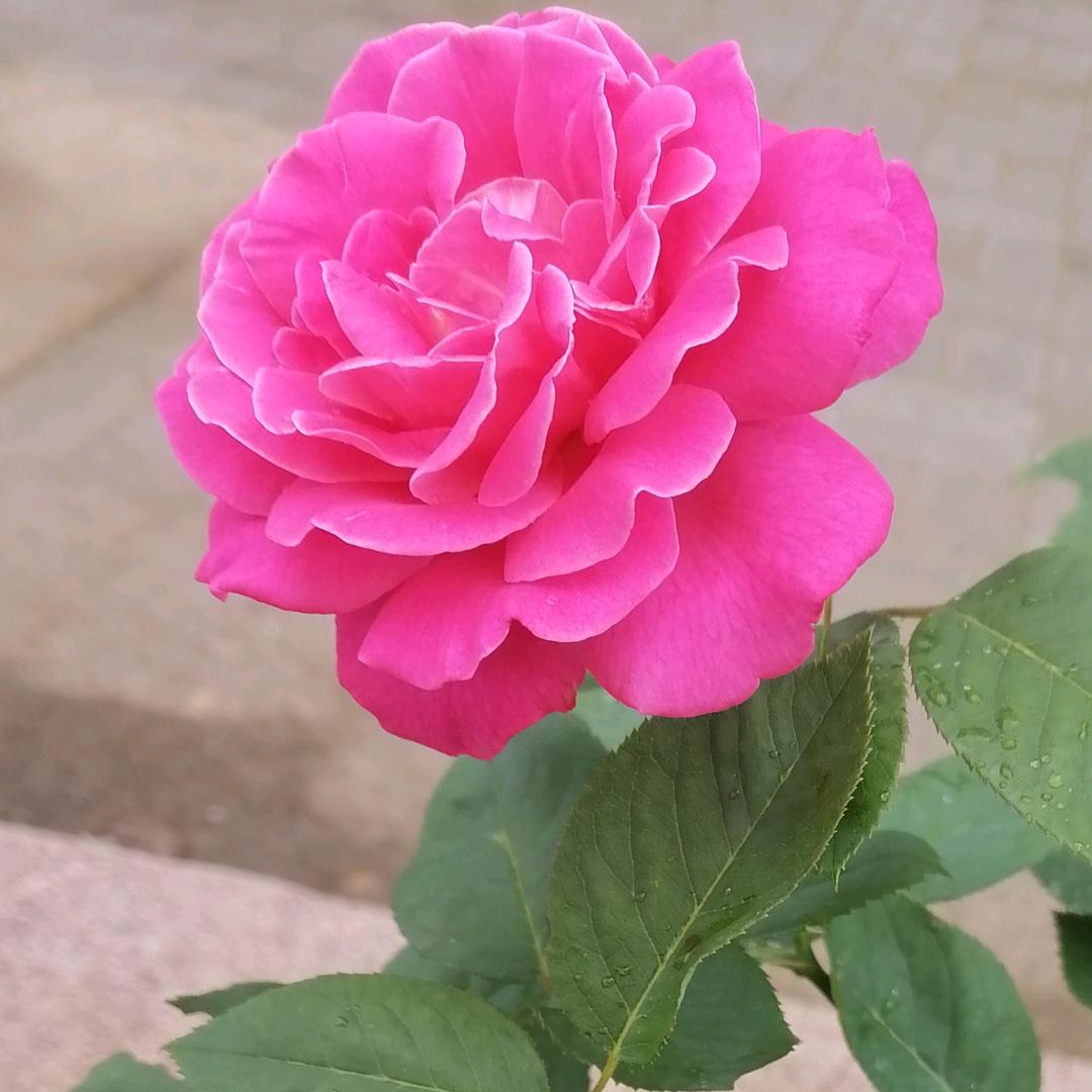 拂晓