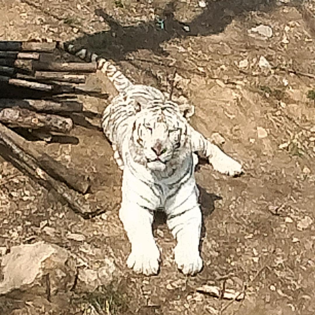 玺玺🎄🌴诺诺