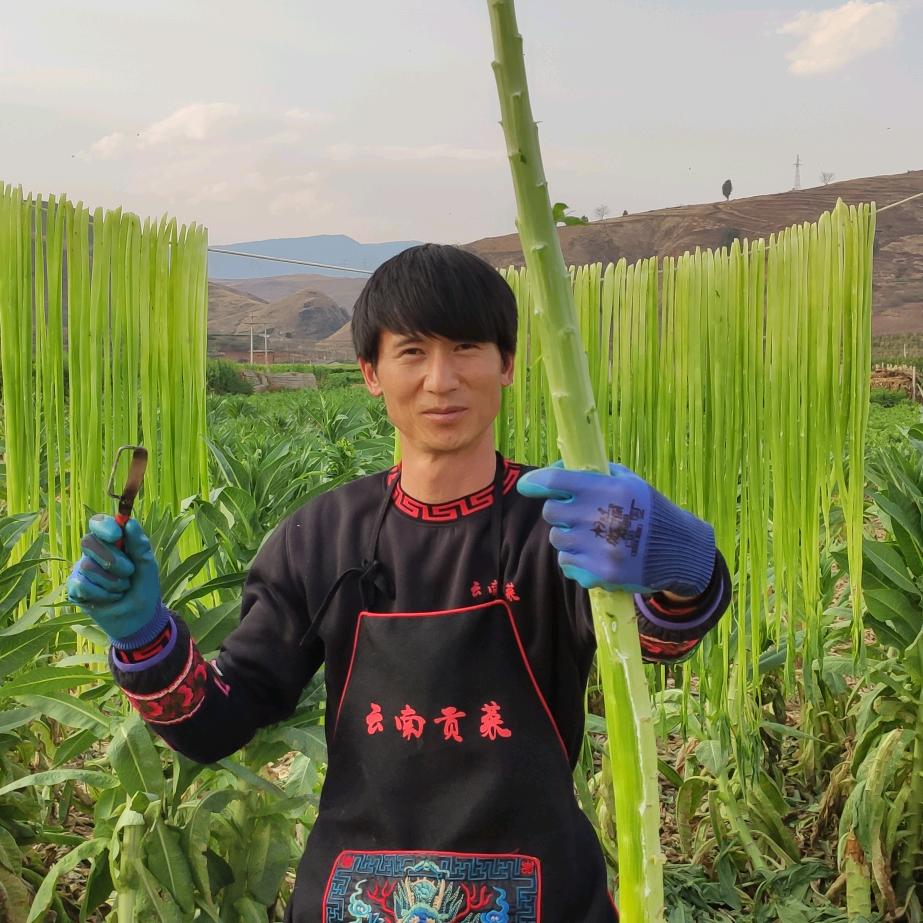 云南贡菜哥