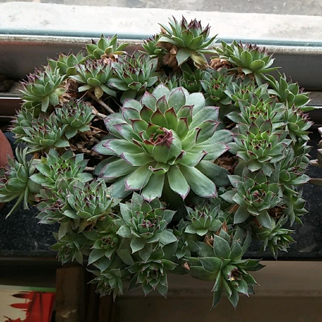 泡沫