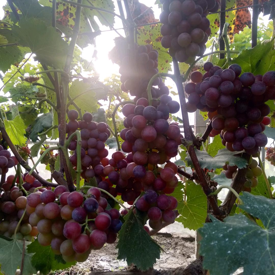 事事顺心万事如意！