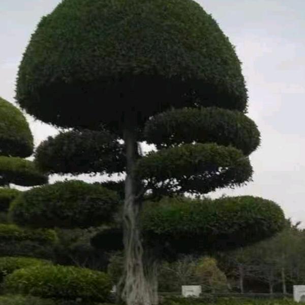 夏沫