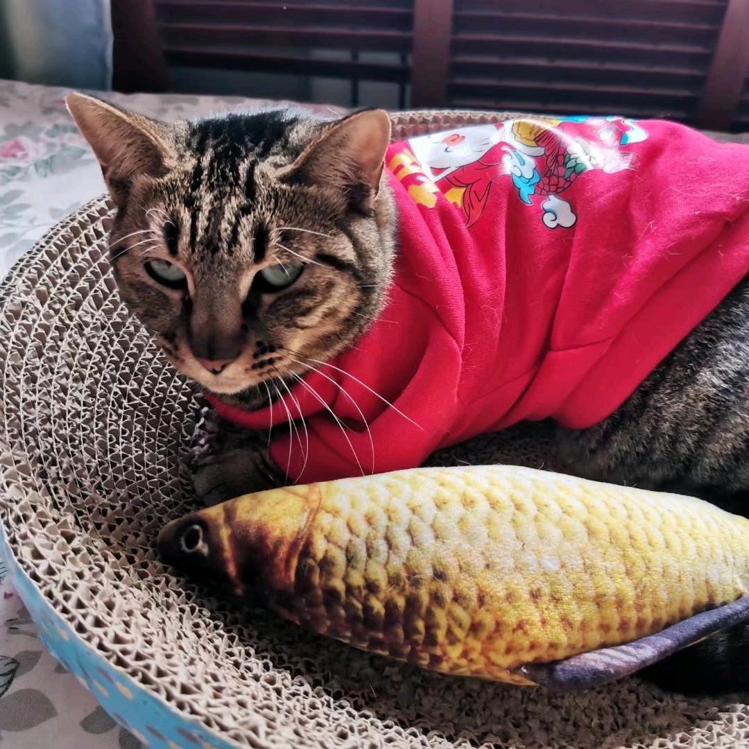 红猫