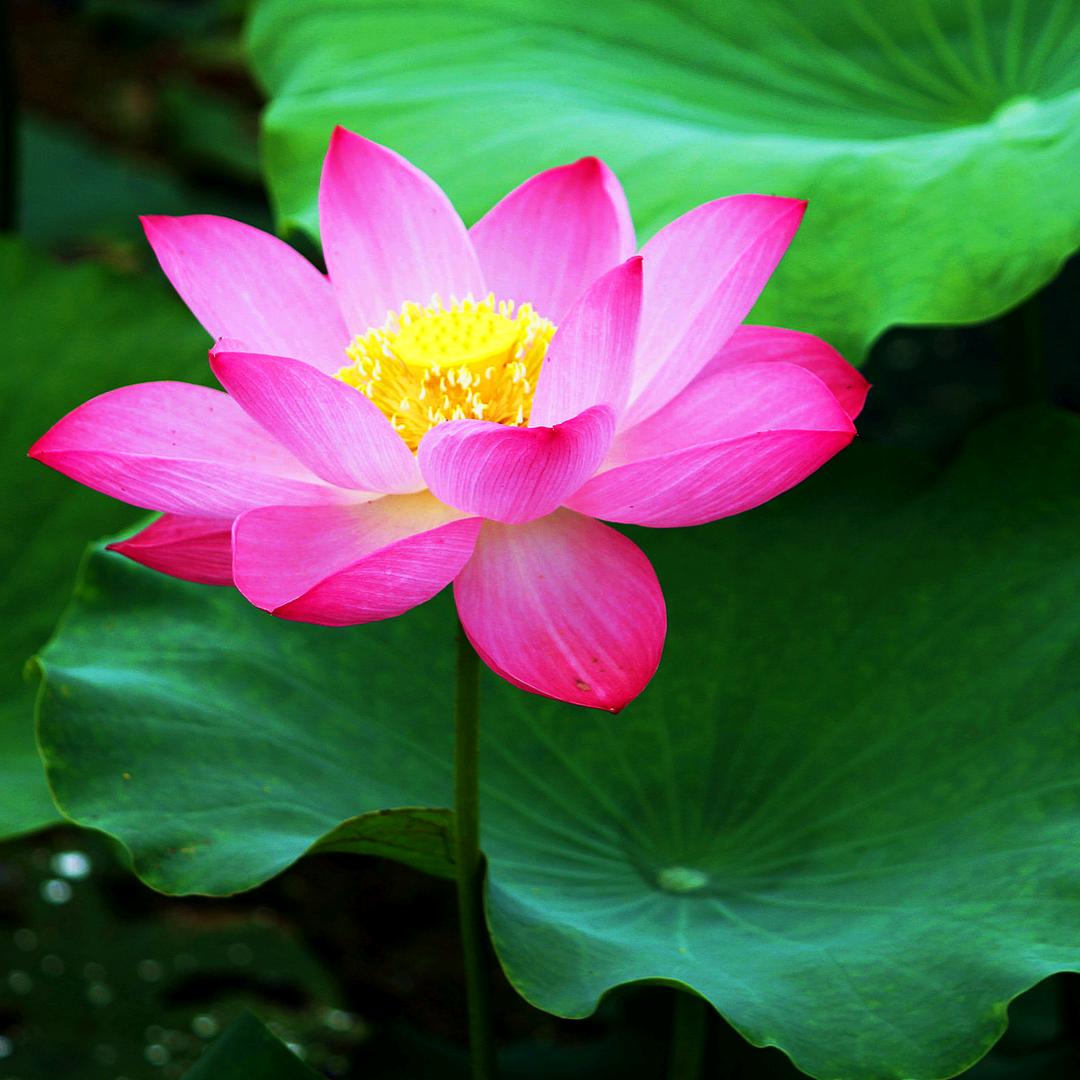 温暖🌹🌹