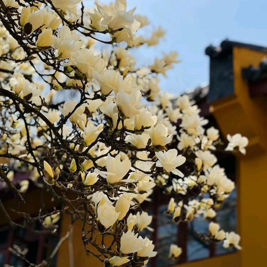 繁华、落幕゛