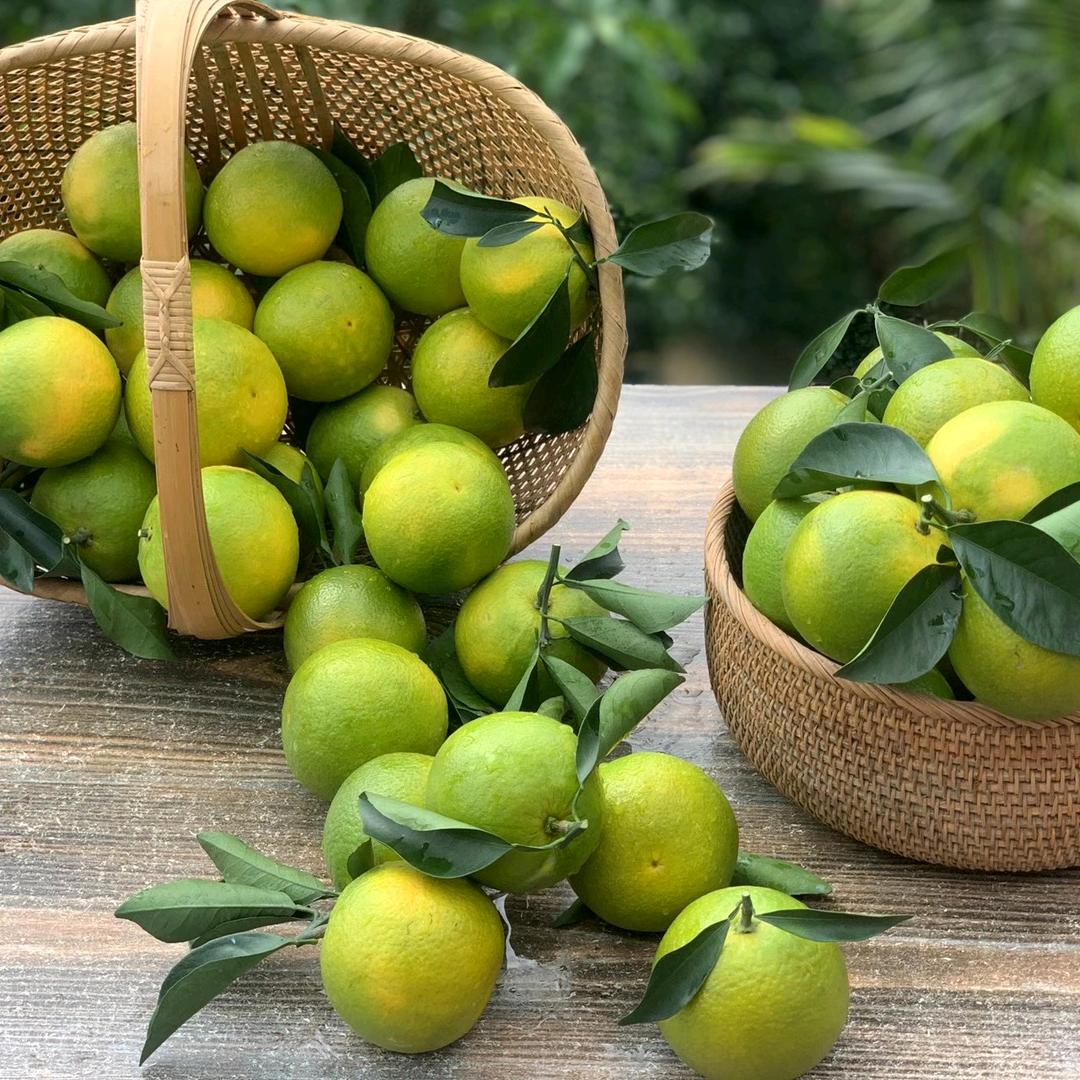 琼中湾岭东坡绿橙种植家庭农场