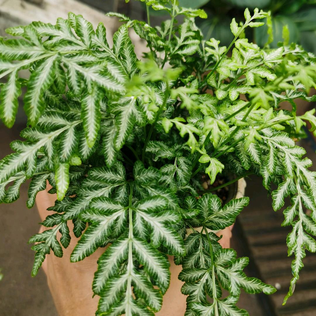 苹果