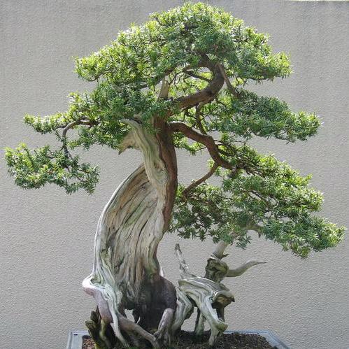 景源花卉盆景园艺