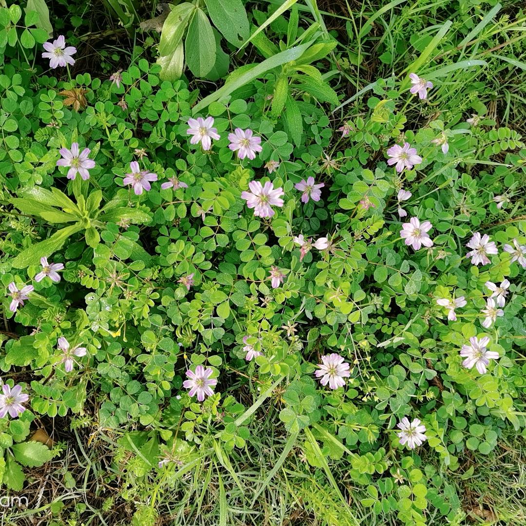 山茶花读不懂白玫瑰！