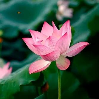 人生若只如初见……