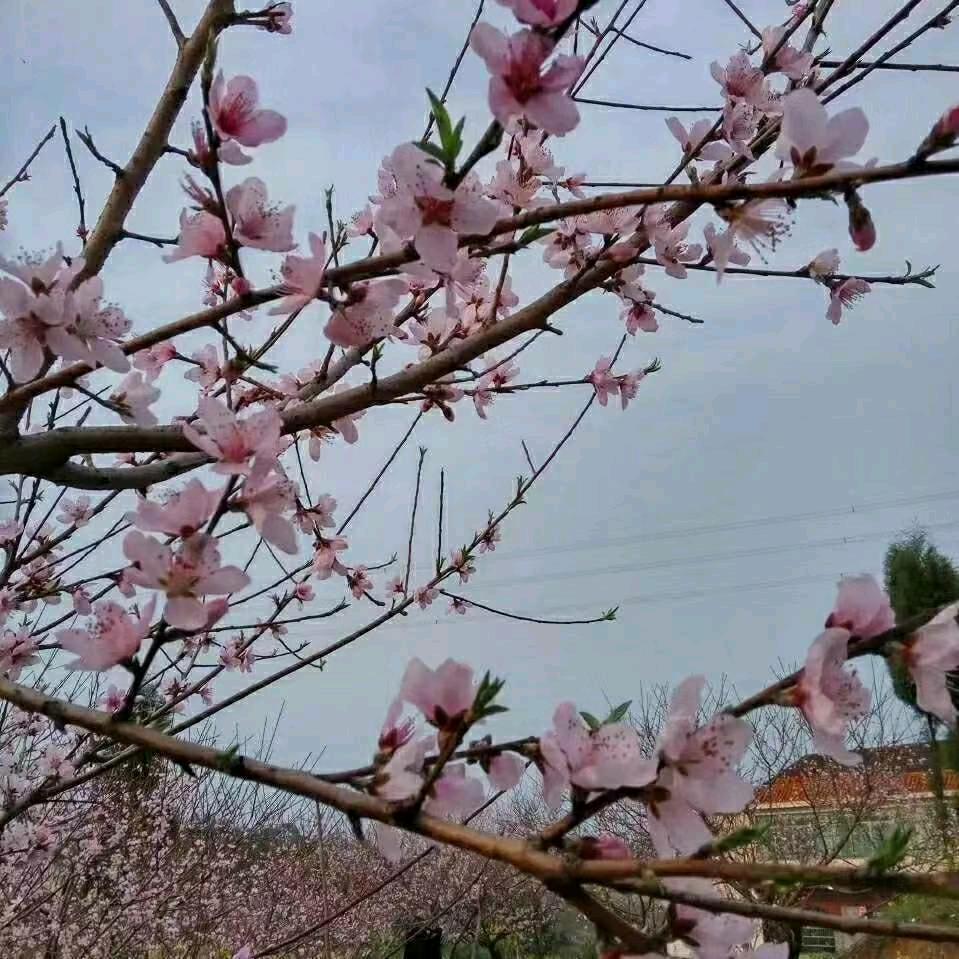 赵玉华