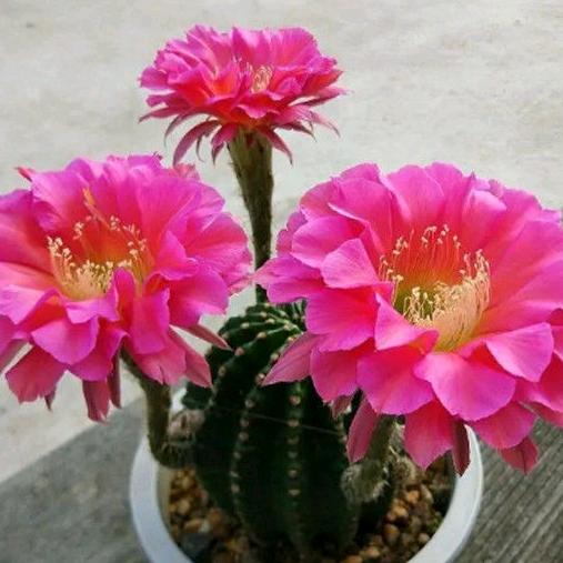 轻香园艺沭阳县彩芽电子商务有限公司绿植专卖店