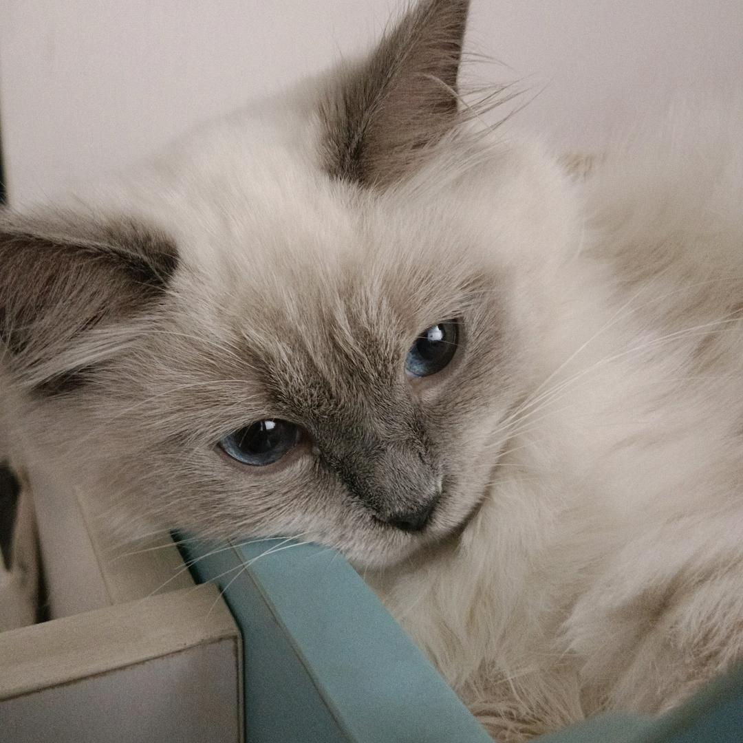 🌈Iulu （见过鹿晗版