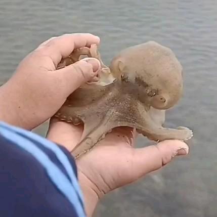 记录赶海分享好歌
