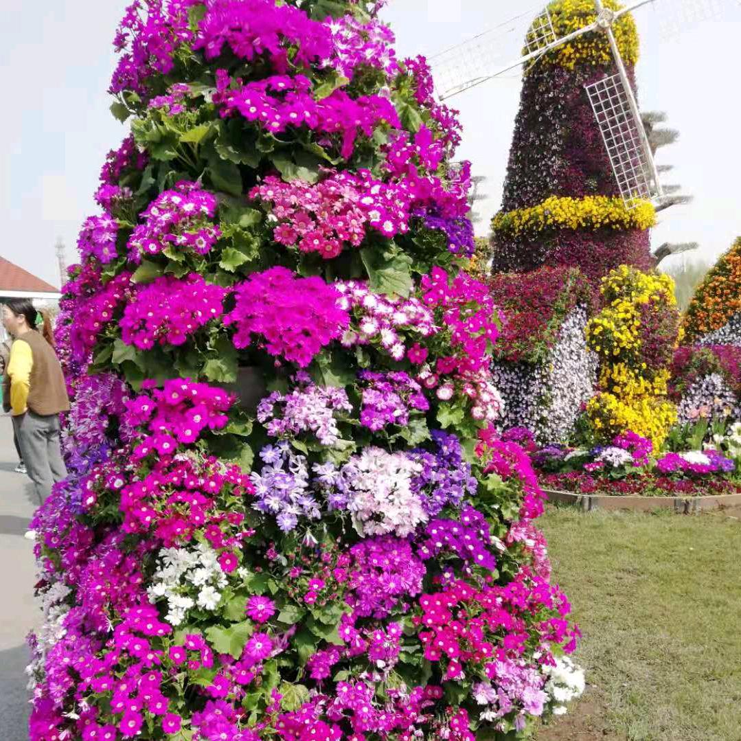 王丽丽