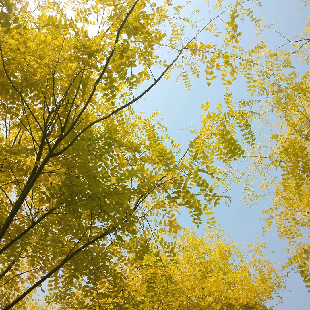 阳光(๑˙❥˙๑)