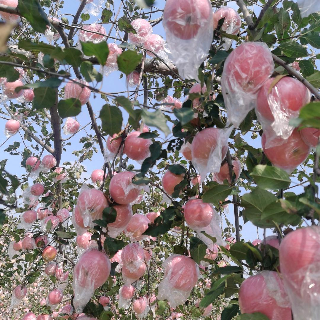 虬髯客