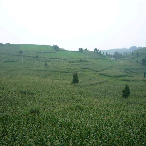 Laymanྉ（俗人）