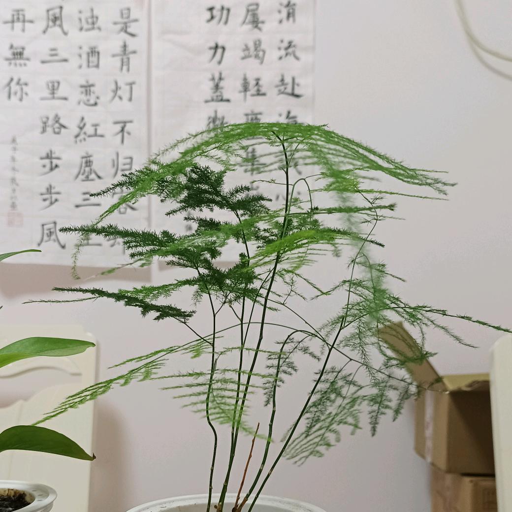 子曰无风