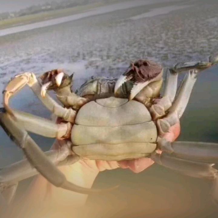 安徽省花园湖大闸蟹。精品螃蟹批发