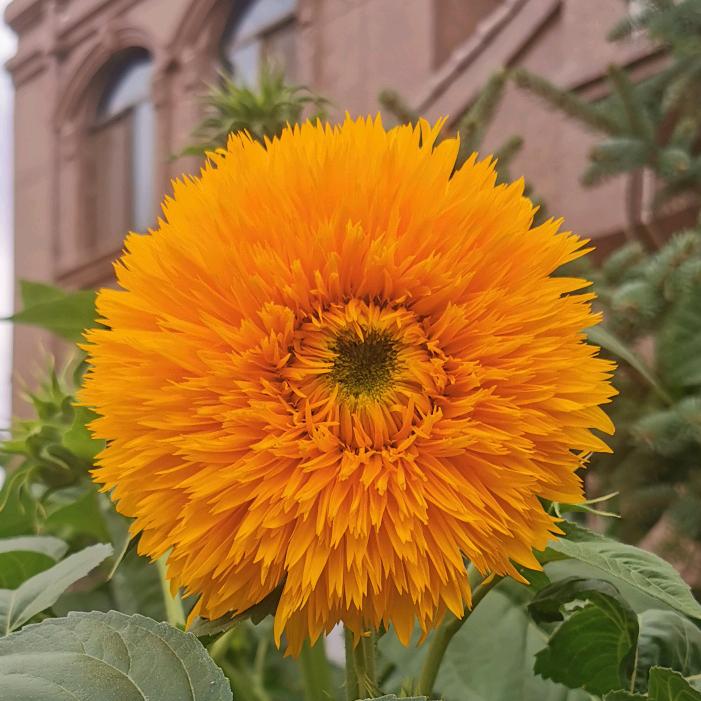 太阳花@