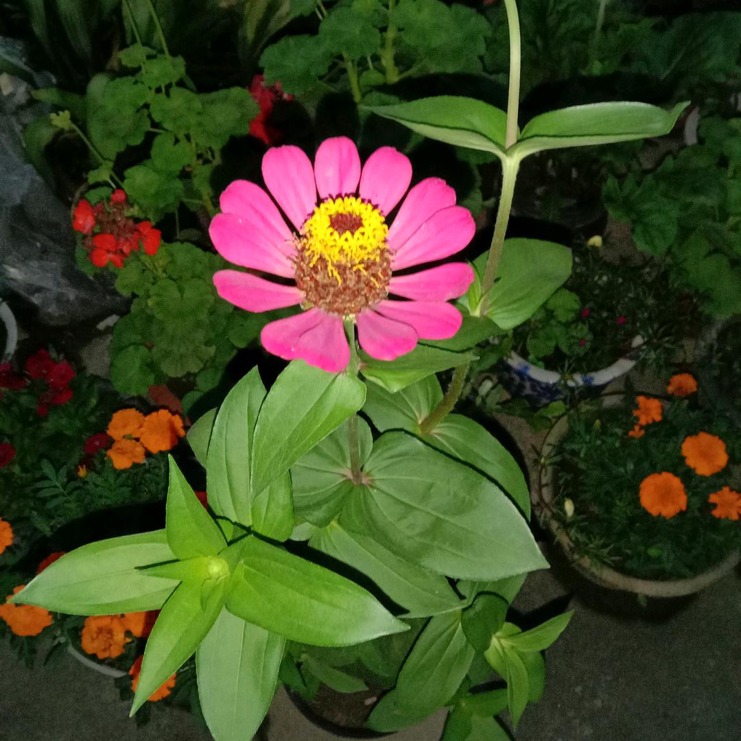 徐卫芬