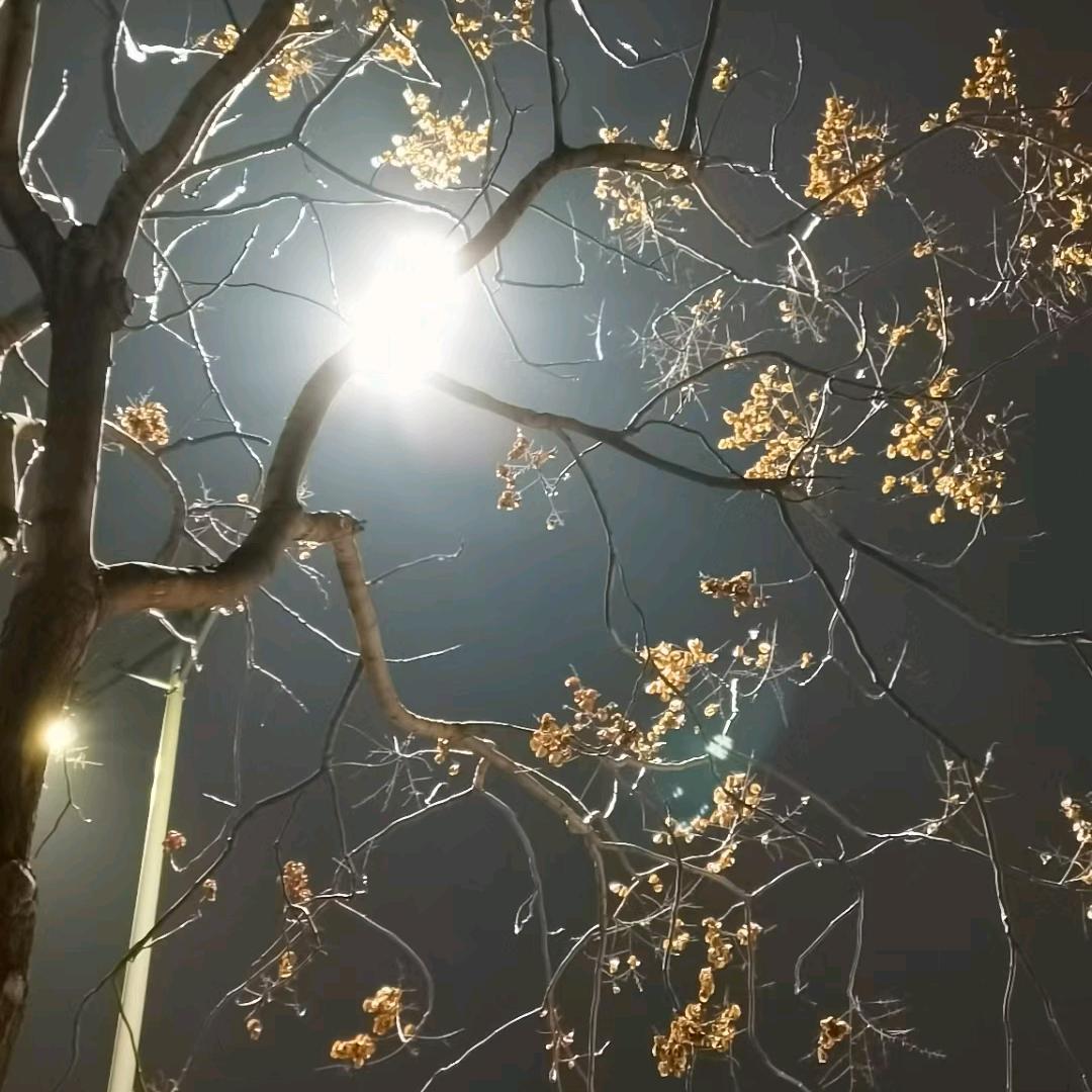 明先森