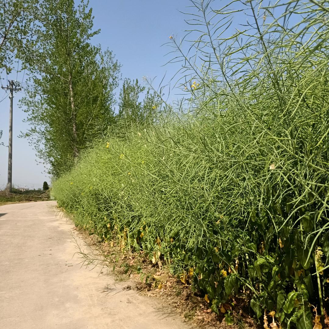 平常心