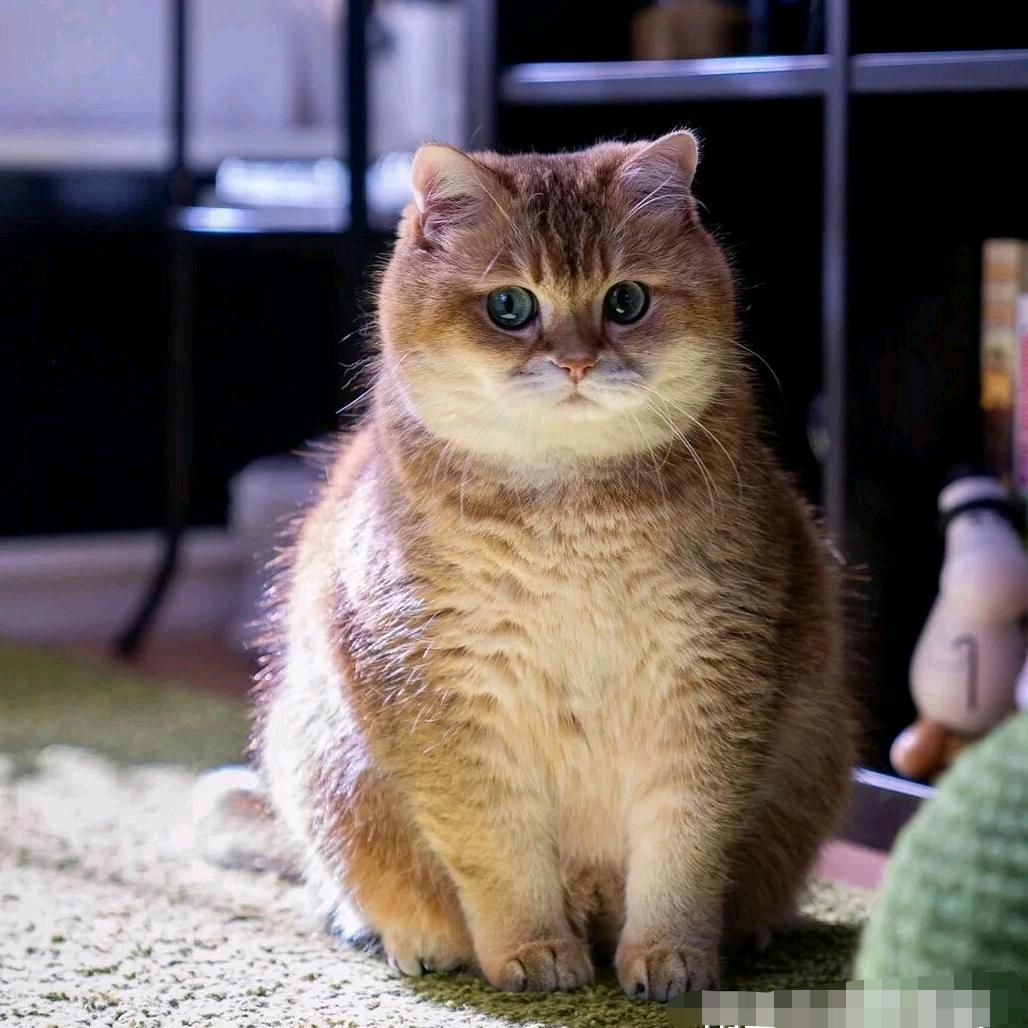 猫大锤