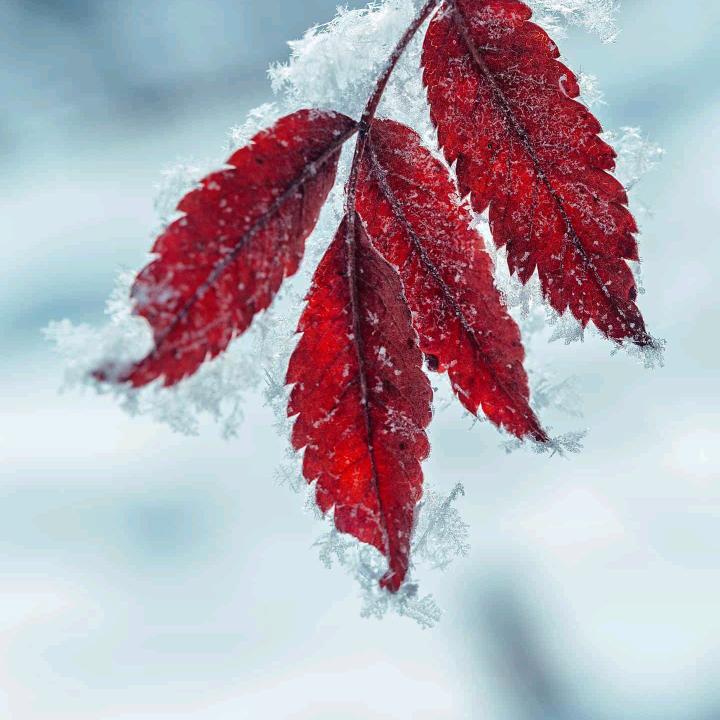 心想事成💝拒绝私聊💝💝🌹🌹