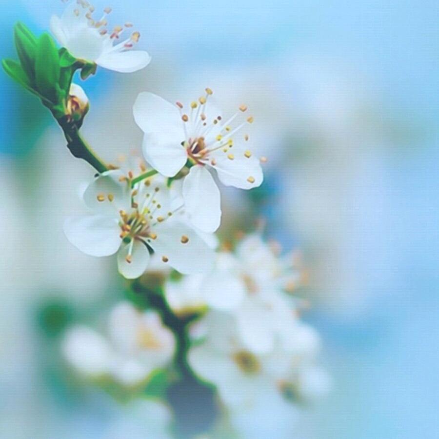 莲