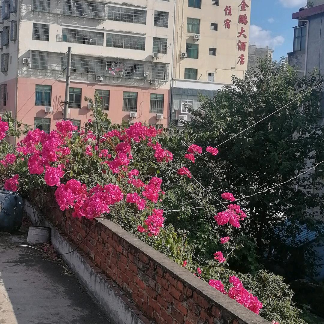 香梨