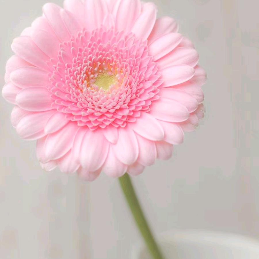 森林公主（普乐美瓷砖胶）
