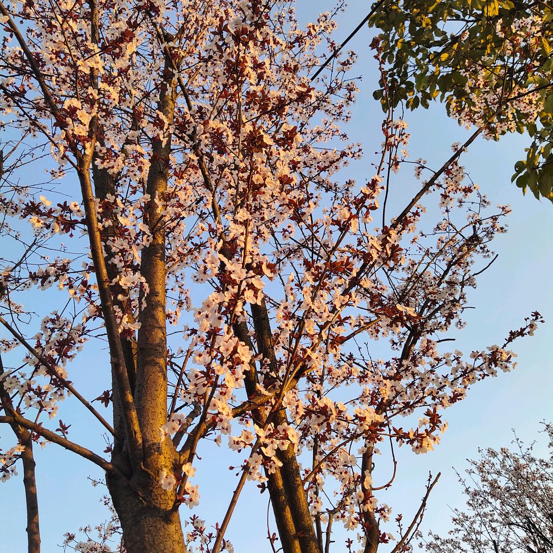 我是兵哥哥