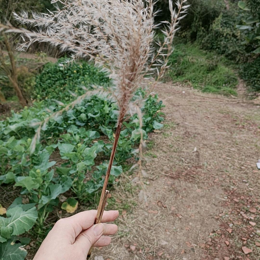 🌈🌈洋洋得意妖妖