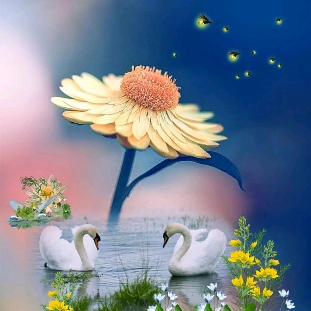 菊花